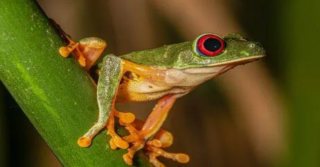 An endangered toad needing animal advocate which a chivalrous society can provide